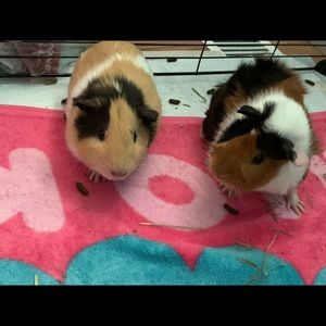 Meet your Posher, Abbigail